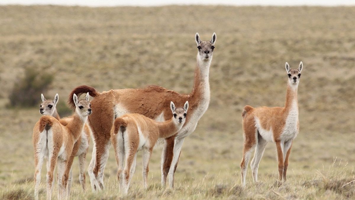 Trasladan Guanacos Desde Santa Cruz Hasta La Pampa Para Reintroducirlos