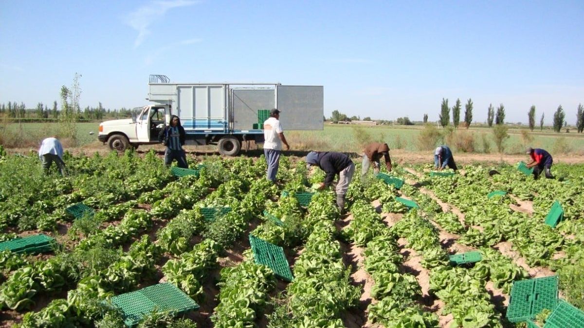 Horticultura Creci La Superficie Y El N Mero De Productores En Santa Fe