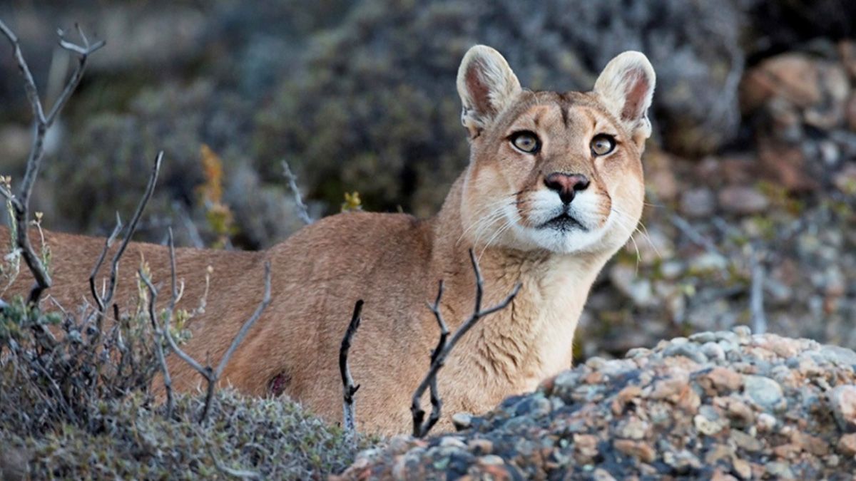 Puma murió atropellado dentro del Parque Nacional Iguazú