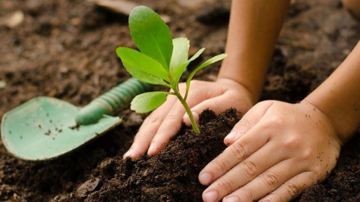 Tecnicatura Universitaria en Jardinería