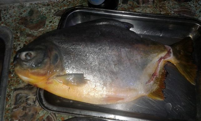 Palometa Gigante Causa Asombro Y Temor En Pescadores De La Toma Nueva