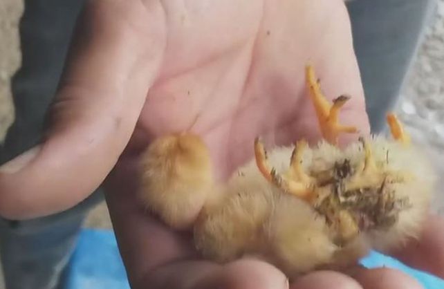 Naci Un Pollito Con Cuatro Patas En Un Establecimiento Rural