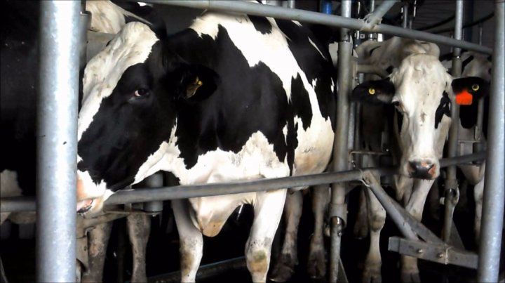 Los tamberos pretenden visibilizar su disconformidad con la actual política sectorial del gobierno nacional.