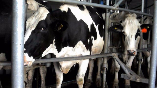 Los tamberos pretenden visibilizar su disconformidad con la actual política sectorial del gobierno nacional.