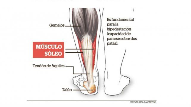 Distension de isquiotibiales grado 1