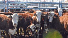 Pesan fuerte. Las vacas tienen cada vez más presencia en Agroactiva. Los grandes remates lo demuestran. Pesan fuerte. Las vacas tienen cada vez más presencia en Agroactiva. Los grandes remates lo demuestran.