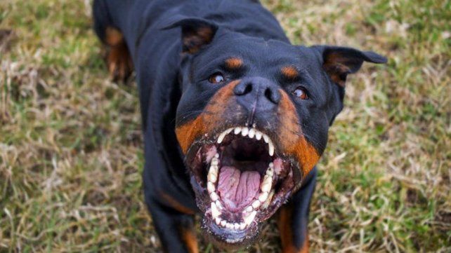 Una nena fue atacada por un rottweiler en el patio de su casa en Acebal