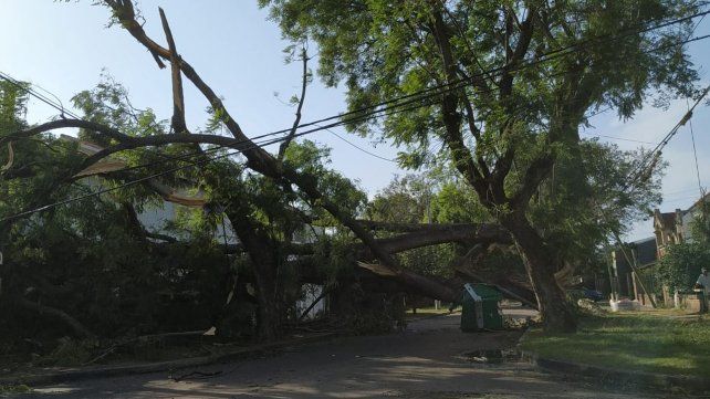 Un árbol que cayó anoche obstruye el tránsito en Maza y Herrera, en barrio Alberdi.