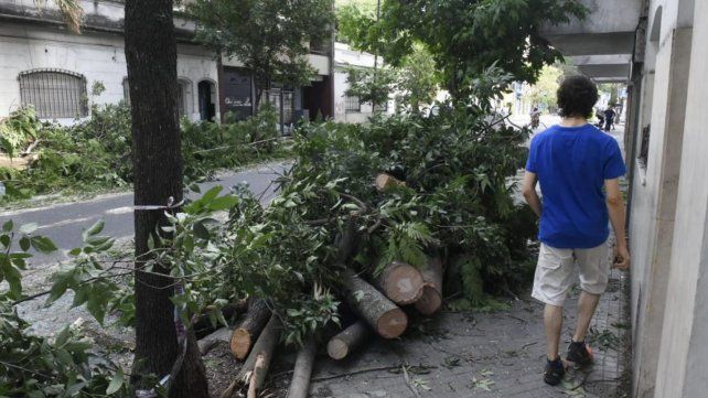 En Presidente Roca al 1500 se cayó un árbol sobre dos vehículos.