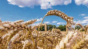 en alza. Los rindes del trigo fueron mejores a los esperados en Santa Fe.