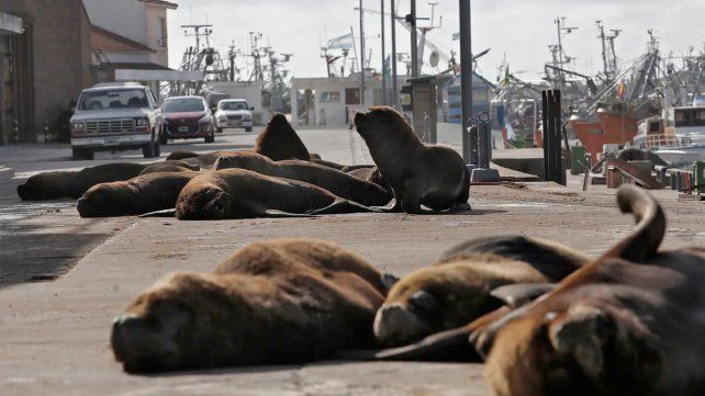 Los lobos marinos coparon las calles de Mar del Plata en cuarentena