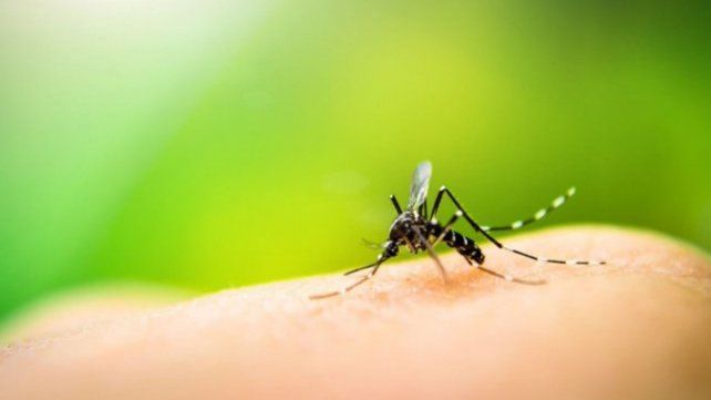 Diputados piden formar un comité provincial para combatir al dengue