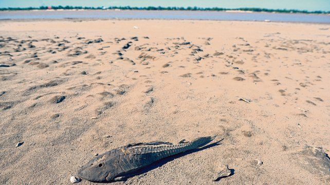 Las especies est&aacute;n en peligro frente a la tremenda bajante del r&iacute;o. 