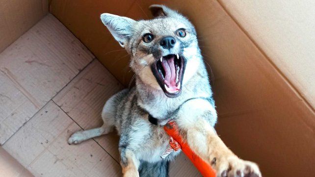 Cada vez más animales de las islas llegan a Rosario escapando de los incendios