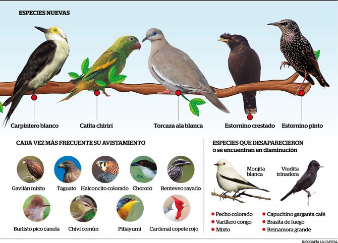 Tr fico deforestaci n y sequ a cu les son las nuevas especies de