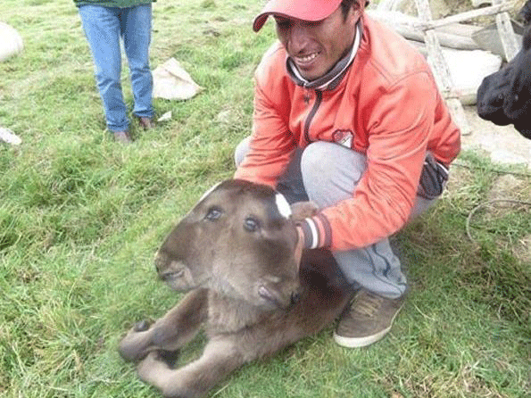 Nació una vaca de dos cabezas en Perú