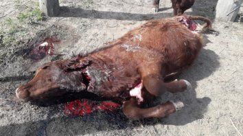 El episodio ocurrió en la zona rural de la localidad de Alejandra, en el departamento San Javier. El episodio ocurrió en la zona rural de la localidad de Alejandra, en el departamento San Javier.