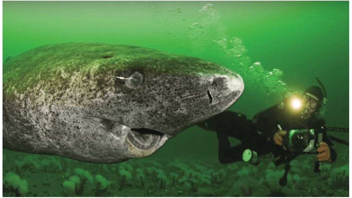 Un Tibur n De 500 A os De Edad Es El Animal M s Longevo Del Planeta