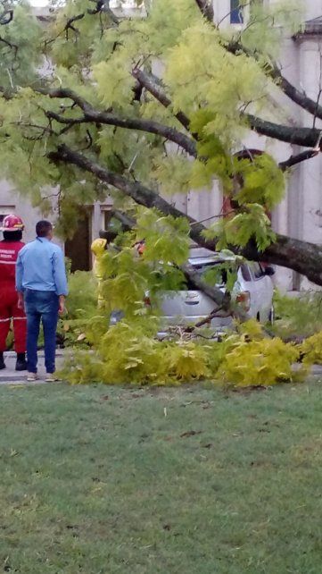 Pareja estaba frente a la Basílica, y se les vino un árbol encima