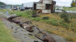 Al menos 8 caballos de Jesús María murieron tras volcar el camión que los trasladaba