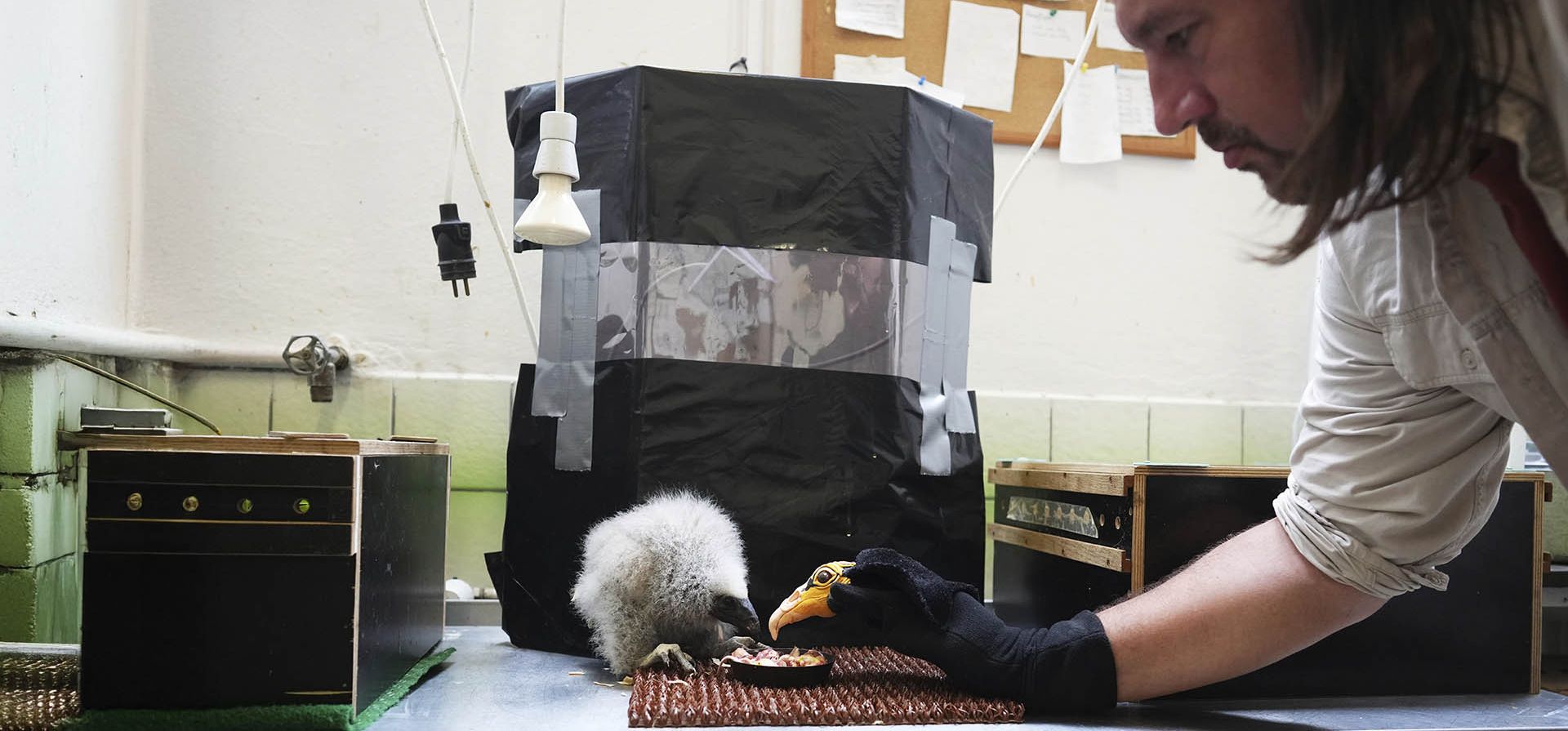 Un buitre cabeciamarillo menor, nacido hace tres semanas, es alimentado con un títere que imita a un ave adulta en el zoológico de Praga, República Checa, el jueves 24 de julio de 2025. (Foto AP/Petr David Josek) Un buitre cabeciamarillo menor, nacido hace tres semanas, es alimentado con un títere que imita a un ave adulta en el zoológico de Praga, República Checa, el jueves 24 de julio de 2025. (Foto AP/Petr David Josek)