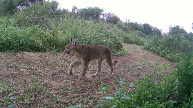 El ejemplar de puma recorriendo el Parque Nacional