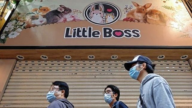 El gobierno de Hong Kong quiere eliminar los hámsters porque propagaría el Covid
