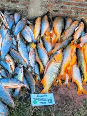 Islas del Ibicuy: decomisan un cargamento ilegal con casi 200 piezas de pescado