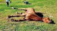 Concepción del Uruguay: le practicaron la eutanasia a caballo desvanecido en un parque