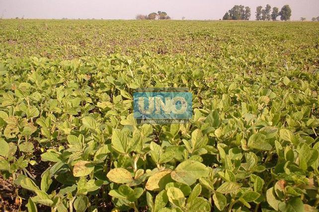 Magistrado desautorizó al juez federal y pide prohibir el uso de glifosato