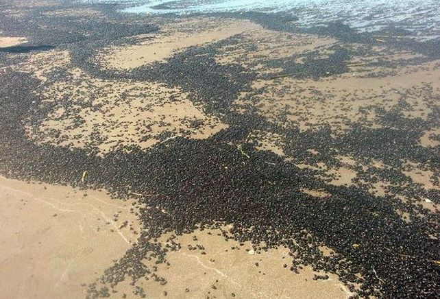 Los bichos avanzaron con velocidad por la costa de Mar de Ajó.