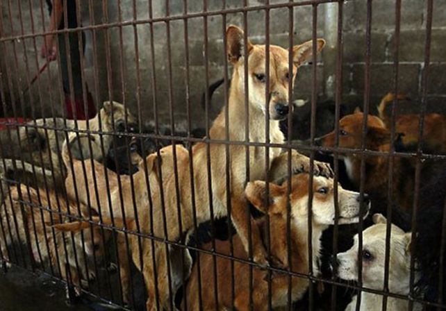 China sacrifica a miles de perros para el festival del horror