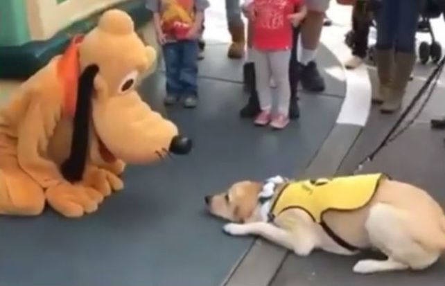 El video ya superó las 15 millones de visitas en Facebook.