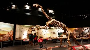El trabajo de un museo de Trelew llega a EEUU
