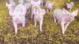 Productores porcinos de Santa Fe, en alerta por la apertura de importaciones