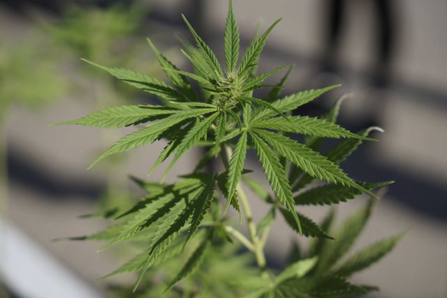 Solo el 2% de las personas que utilizan cannabis también consumen cocaína