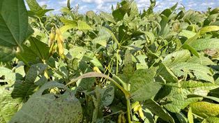 Las enfermedades de fin de ciclo avanzan en soja y refuerzan la importancia de la prevención