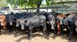 Los precios de la hacienda comercializada en los distintos remates realizados en los predios feriales de las sociedades rurales entrerrianas mostraron durante mayo un comportamiento de marcada estabilidad, con una leve tendencia descendente que se repite por segundo mes consecutivo. Los precios de la hacienda comercializada en los distintos remates realizados en los predios feriales de las sociedades rurales entrerrianas mostraron durante mayo un comportamiento de marcada estabilidad, con una leve tendencia descendente que se repite por segundo mes consecutivo.