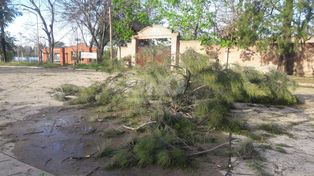 Cayeron árboles y postes por la tormenta