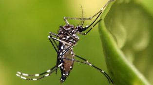 El mosquito vector del dengue