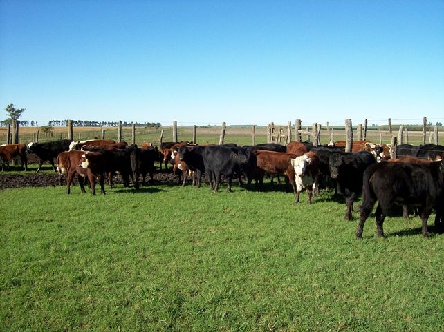 Cuál es el impacto de la miasis en la ganadería argentina