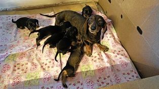 En Paraná se redujo la cantidad de perros sueltos&nbsp;