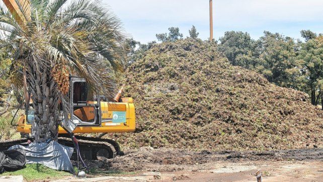 Repollitos extraídos del lago del parque del Sur.