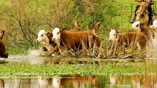 Alerta para los productores agropecuarios con hacienda en zona de islas
