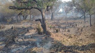 Entre Ríos, junto a Buenos Aires y La Pampa registra incendios activos según el SNMF. Los focos están en Gualeguay e Ibicuy&nbsp;
