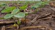 El agro mira al Pacífico: esperan un Niño fuerte que impulse la próxima campaña