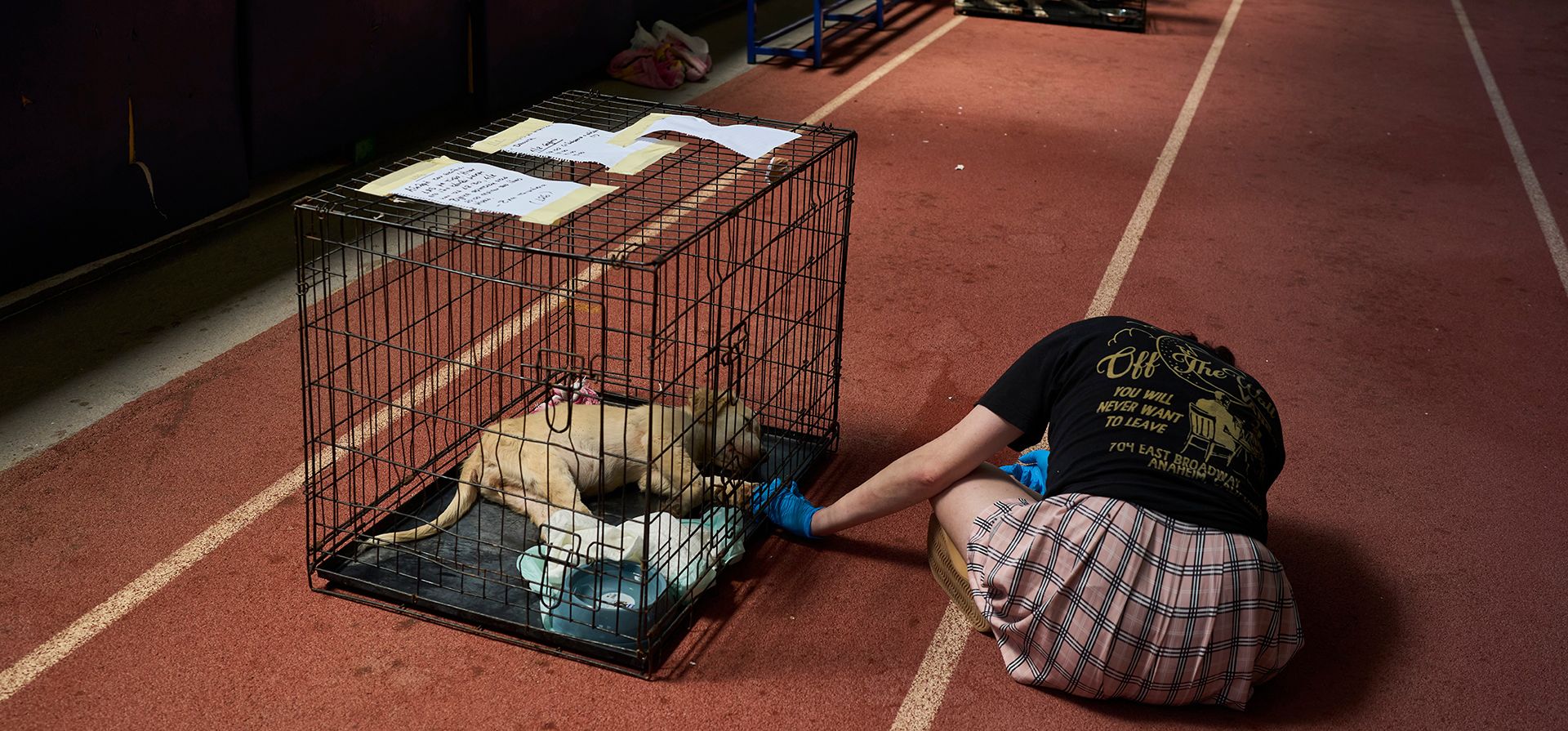 Una voluntaria atiende a un perro rescatado de los recientes incendios forestales en un refugio temporal dentro de un estadio en Megara, Grecia, el miércoles 5 de agosto de 2026. (Foto AP/Petros Giannakouris) Una voluntaria atiende a un perro rescatado de los recientes incendios forestales en un refugio temporal dentro de un estadio en Megara, Grecia, el miércoles 5 de agosto de 2026. (Foto AP/Petros Giannakouris)