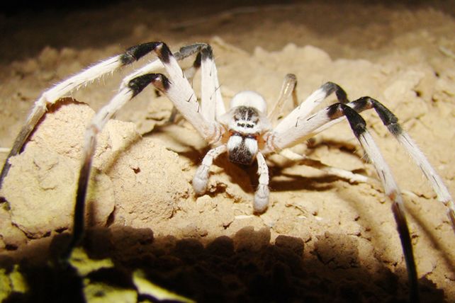 Descubren una araña gigante en el Medio Oriente