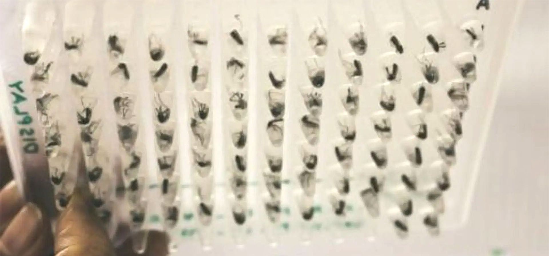 Mosquitos de inundación, la especie detrás de la plaga que afecta a la región centro