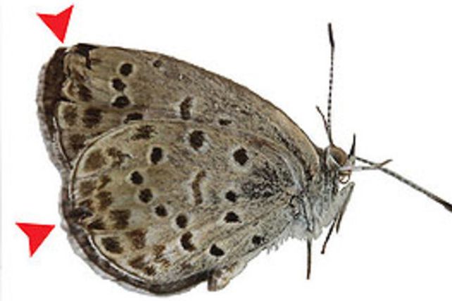 El accidente en la Planta de Fukushima causó mutación en mariposas